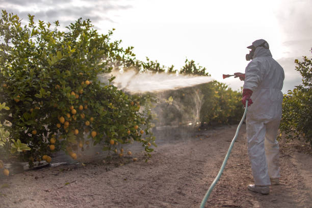 Best Mosquito Control Services  in Mount Vernon, IL