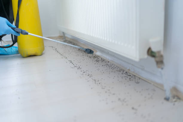Best Ant Control Services  in Mount Vernon, IL