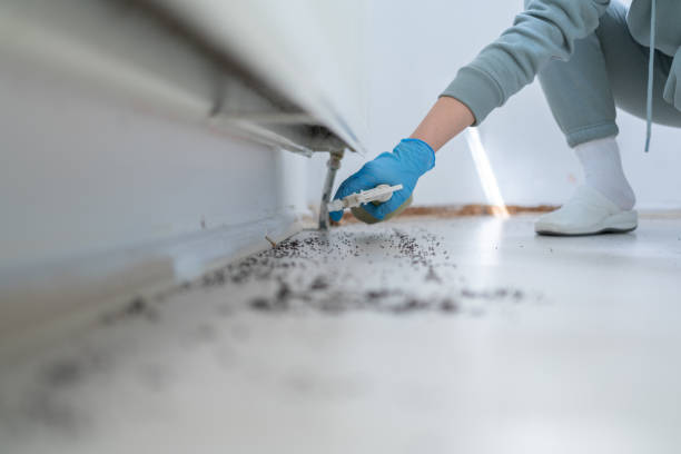 Pest Prevention Services in Mount Vernon, IL
