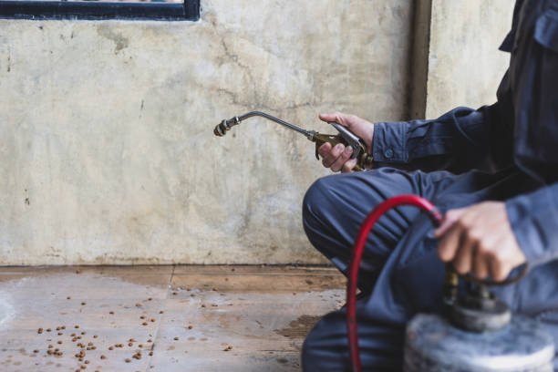 Best Affordable Pest Control Services  in Mount Vernon, IL